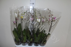Фаленопсис Phalaenopsis Hybride 1 tak cites