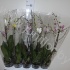 Фаленопсис Phalaenopsis Hybride 1 tak cites Фаленопсис Phalaenopsis Hybride 1 tak cites
