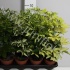 Шеффлера Schefflera Gemengd Шеффлера Schefflera Gemengd