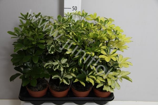 Шеффлера Schefflera Gemengd