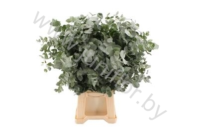 Эвкалипт Синерея Gr Euc Cinerea
