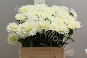 Георгин Dahlia Karma White