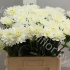 Георгин Dahlia Karma White