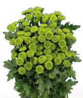 Beret green