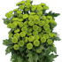 Beret_green.jpg Beret green