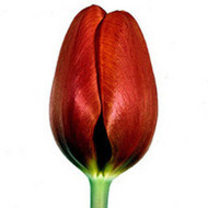 Тюльпан Annie Schilder