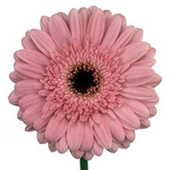 Гербера Grizzly