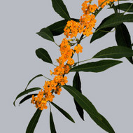 Эуфорбия Euphorbia fu Yellow River
