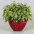 Фикус Кинки In Rode Glaspot Фикус Кинки In Rode Glaspot