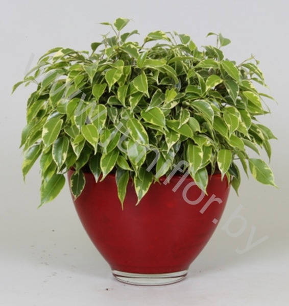Фикус Кинки  In Rode Glaspot