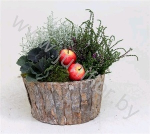 Микс Schorspot 21cm Met Tuinplanten