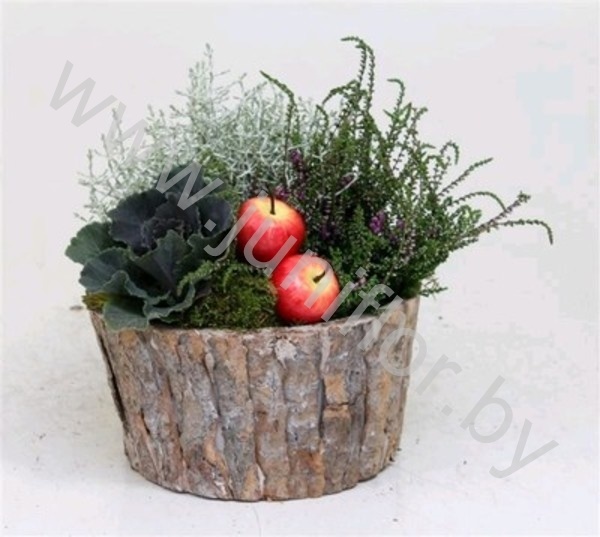 Микс Schorspot 21cm Met Tuinplanten