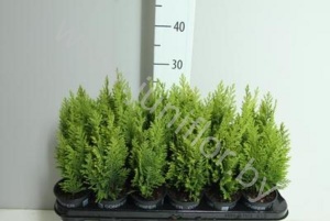 Кипарис Chamaecyparis Ellwoodii
