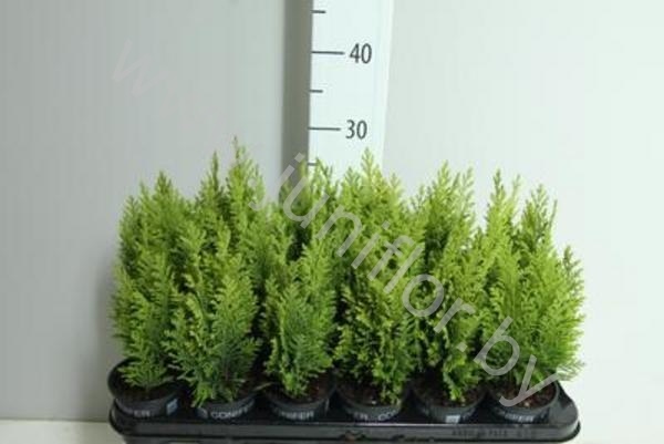 Кипарис Chamaecyparis Ellwoodii