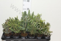 Ель Picea Gemengd