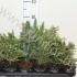 Ель Picea Gemengd Ель Picea Gemengd