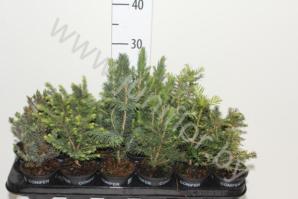 Ель Picea Gemengd