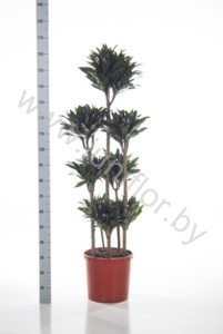 Драцена Dracaena Comp Surprise Carrousel