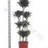 Драцена Dracaena Comp Surprise Carrousel