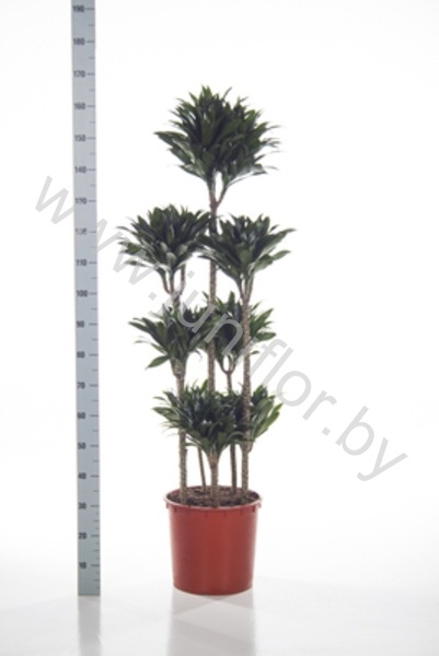 Драцена Dracaena Comp Surprise Carrousel