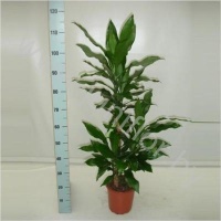 Драцена Dracaena Fr. Steudneri 60-30-15