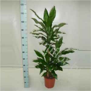 Драцена Dracaena Fr. Steudneri 60-30-15