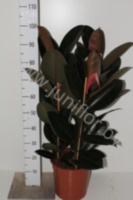 Фикус Ficus Abidjan