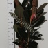 Фикус Ficus Abidjan Фикус Ficus Abidjan