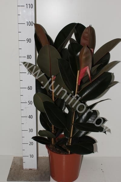 Фикус Ficus Abidjan