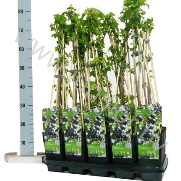 Смородина Ribes Jostaberry
