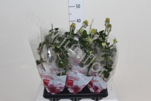 Церопегия Ceropegia Sandersonii