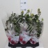 Церопегия Ceropegia Sandersonii Церопегия Ceropegia Sandersonii