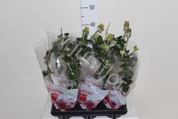 Церопегия Ceropegia Sandersonii Церопегия Ceropegia Sandersonii