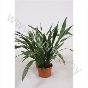 Аспидистра Aspidistra Milky Way
