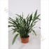 Аспидистра Aspidistra Milky Way Аспидистра Aspidistra Milky Way
