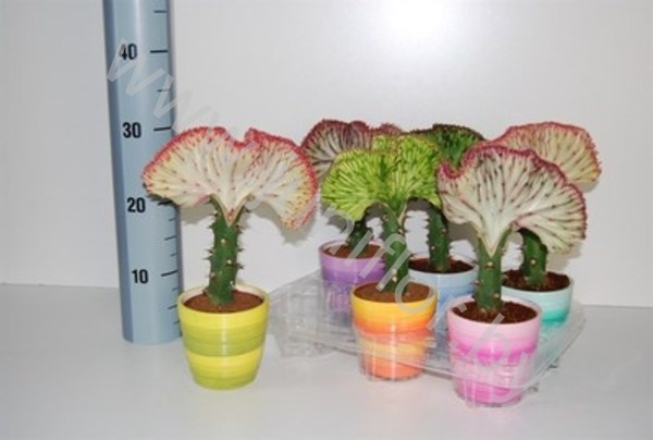 Эуфорбия Euphorbia cites Lactea In Stenen Pot NW Эуфорбия Euphorbia cites Lactea In Stenen Pot NW