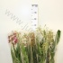 Орхидея Микс Orchidee Arco mix Орхидея Микс Orchidee Arco mix