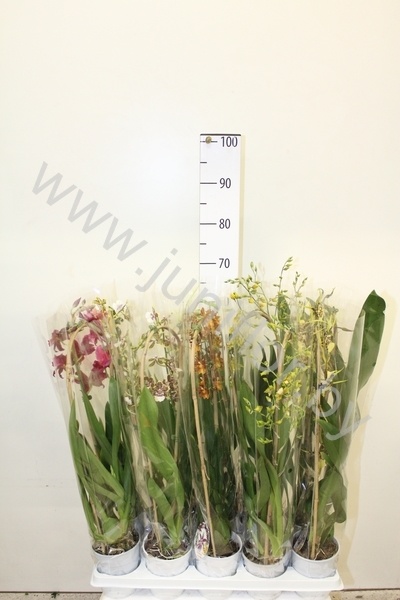 Орхидея Микс Orchidee Arco mix