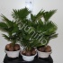 Ливистона Livistona Rot.In Decopot Ливистона Livistona Rot.In Decopot