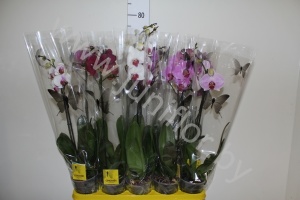 Фаленопсис Phal Mix 1stem super Concorde