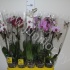 Фаленопсис Phal Mix 1stem super Concorde Фаленопсис Phal Mix 1stem super Concorde
