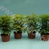 Шеффлера Schefflera Gemengd 3PP Шеффлера Schefflera Gemengd 3PP