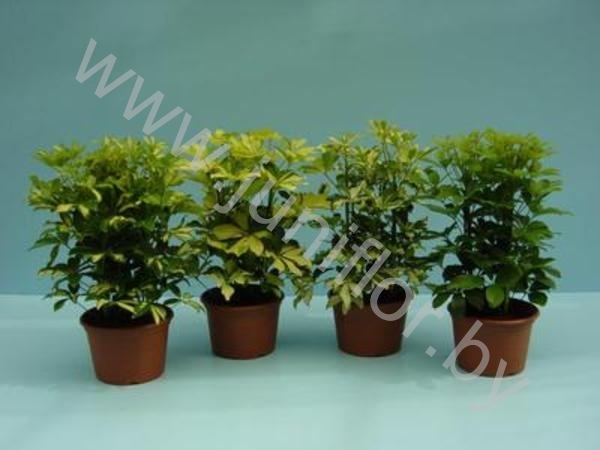 Шеффлера Schefflera Gemengd 3PP