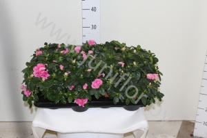 Рододендрон Rhododendron s Rose