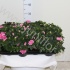 Рододендрон Rhododendron s Rose Рододендрон Rhododendron s Rose