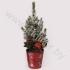 Ель Pic.Sn.Glossy Red X-Mas Tuft SNOW