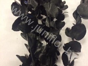 Эвкалипт Синерея Блэк Gr Euc Cinerea p Black