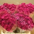 Гвоздика Noblesse Violet Гвоздика Noblesse Violet