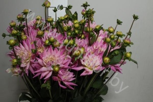 Георгин Dahlia Karma Pink Corona