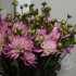 Георгин Dahlia Karma Pink Corona Георгин Dahlia Karma Pink Corona